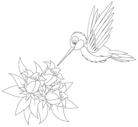 humming-bird flying over a tropical flower, black and white outline illustration Stock Photo - Budget Royalty-Free & Subscription, Code: 400-07549274