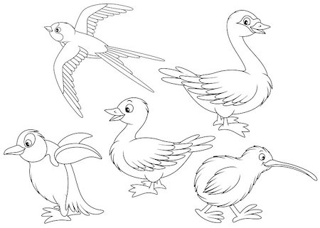 simsearch:400-07518178,k - Martin, duck, swan, kiwi and penguin, black and white outline illustrations on a white background Stockbilder - Microstock & Abonnement, Bildnummer: 400-07549277