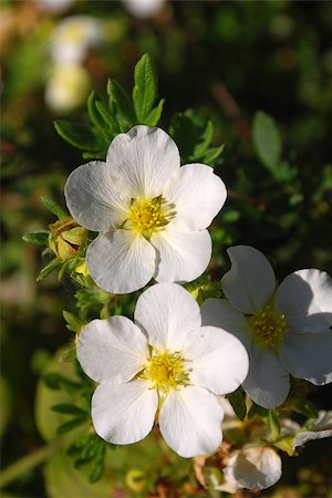 Bright two white flowers on a background of green leaves Stock Photo - Budget Royalty-Free & Subscription, Code: 400-07549395