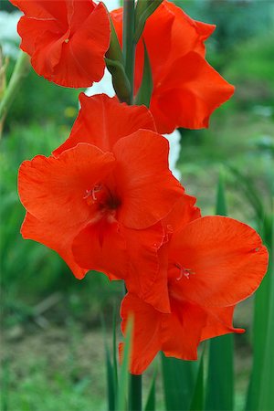 Bright red gladiolus on a background of green leaves Foto de stock - Royalty-Free Super Valor e Assinatura, Número: 400-07549397