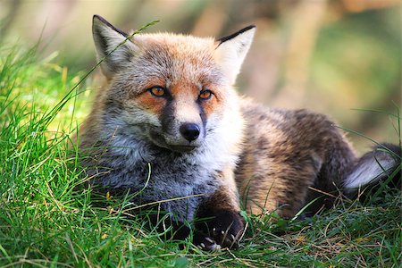 sicily etna - This is photo of fox on Etna, Sicily Photographie de stock - Aubaine LD & Abonnement, Code: 400-07549519