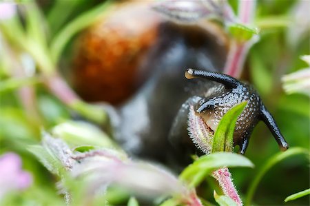 simsearch:400-07676525,k - macro of small garden snail eating whole ping flower bud Stock Photo - Budget Royalty-Free & Subscription, Code: 400-07549825