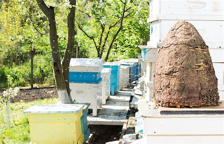 simsearch:400-06948265,k - Swarm of bees fly to beehive. Sun light Photographie de stock - Aubaine LD & Abonnement, Code: 400-07549964