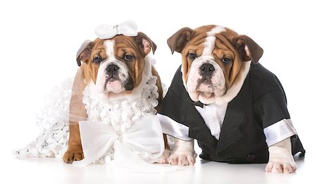 dog bride and groom puppies Stock Photo - Budget Royalty-Free & Subscription, Code: 400-07554344