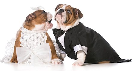 dog bride and groom puppies Stock Photo - Budget Royalty-Free & Subscription, Code: 400-07554346