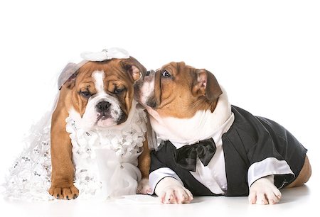 dog bride and groom puppies Stock Photo - Budget Royalty-Free & Subscription, Code: 400-07554347