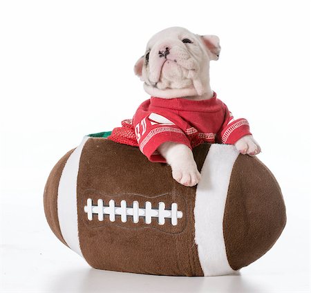 sports hound - bulldog puppy inside a football Stock Photo - Budget Royalty-Free & Subscription, Code: 400-07554355