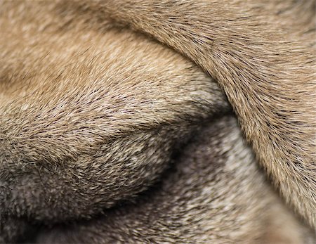 dog eye and hair background - english bulldog Stock Photo - Budget Royalty-Free & Subscription, Code: 400-07554353