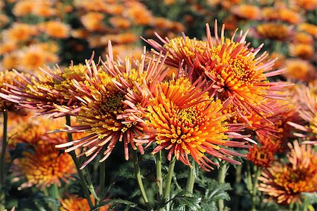 chrysanthemums in the garden Stockbilder - Microstock & Abonnement, Bildnummer: 400-07555084
