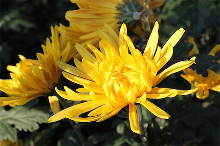 yellow chrysanthemums in the garden Stockbilder - Microstock & Abonnement, Bildnummer: 400-07555085