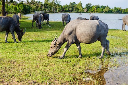 Thai water buffalo in the pond and field countryside Stock Photo - Budget Royalty-Free & Subscription, Code: 400-07555164
