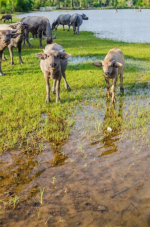 Thai water buffalo in the pond and field countryside Stock Photo - Budget Royalty-Free & Subscription, Code: 400-07555166