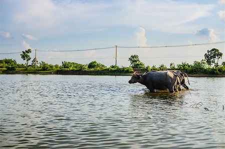 Thai water buffalo in the pond and field countryside Stock Photo - Budget Royalty-Free & Subscription, Code: 400-07555168