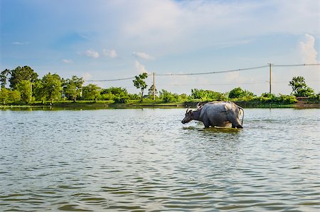 simsearch:400-07555167,k - Thai water buffalo in the pond and field countryside Stock Photo - Budget Royalty-Free & Subscription, Code: 400-07555169