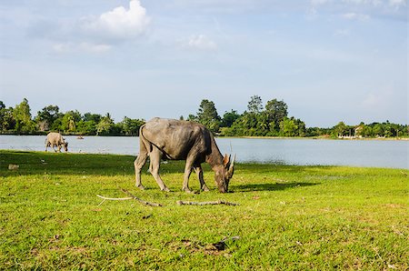 Thai water buffalo in the pond and field countryside Stock Photo - Budget Royalty-Free & Subscription, Code: 400-07555160