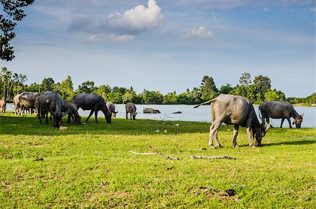 Thai water buffalo in the pond and field countryside Stock Photo - Budget Royalty-Free & Subscription, Code: 400-07555161