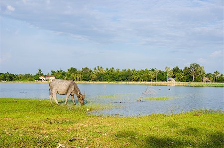 Thai water buffalo in the pond and field countryside Stock Photo - Budget Royalty-Free & Subscription, Code: 400-07555162