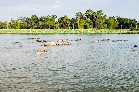Thai water buffalo in the pond and field countryside Stock Photo - Budget Royalty-Free & Subscription, Code: 400-07555170