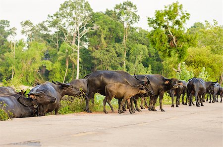 simsearch:400-07323527,k - Thai water buffalo in the road and field countryside Stock Photo - Budget Royalty-Free & Subscription, Code: 400-07555171