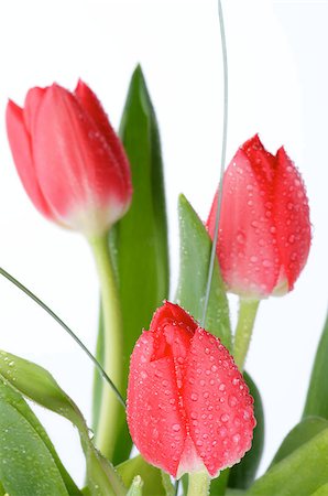 simsearch:400-08011307,k - Arrangement of Three Spring Tulips with Water Drops and Green Leafs isolated on white background Stock Photo - Budget Royalty-Free & Subscription, Code: 400-07555189