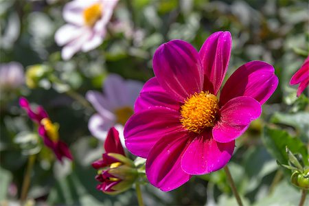 simsearch:400-04416181,k - Beautiful colorful flower garden with various flowers Fotografie stock - Microstock e Abbonamento, Codice: 400-07555219