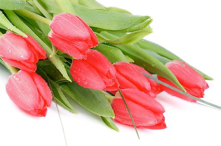 simsearch:400-08011304,k - Bouquet of Spring Magenta Tulips with Leafs, Green Grass and Water Drops closeup on white background Stock Photo - Budget Royalty-Free & Subscription, Code: 400-07555674