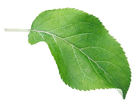 simsearch:696-03402861,k - Green apple leaf isolated on white with clipping path Foto de stock - Royalty-Free Super Valor e Assinatura, Número: 400-07555846