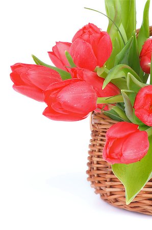 simsearch:400-08011307,k - Spring Magenta Tulips in Wicker Basket isolated on white background Stock Photo - Budget Royalty-Free & Subscription, Code: 400-07556124