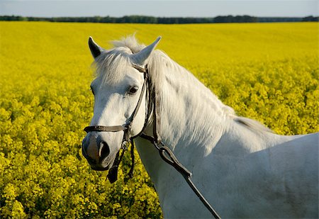 White horse is situated against the yellow rape field background. This is a story about the country. Fotografie stock - Microstock e Abbonamento, Codice: 400-07556159