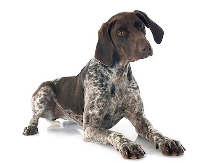 German Shorthaired Pointer in front of white background Stock Photo - Budget Royalty-Free & Subscription, Code: 400-07556521