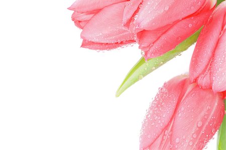 simsearch:400-08011304,k - Corner of Spring Magenta Tulips with Leafs, Green Grass and Water Drops isolated on white background Stock Photo - Budget Royalty-Free & Subscription, Code: 400-07556534