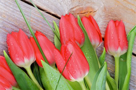 simsearch:400-08011304,k - Heap of Beautiful Spring Red Tulips with Green Grass and Water Drops isolated on Rustic Wooden background Stock Photo - Budget Royalty-Free & Subscription, Code: 400-07556533