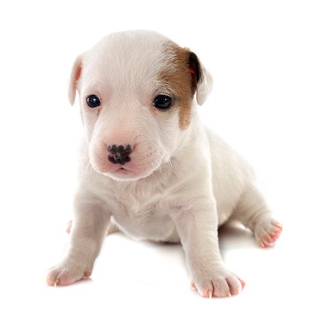 simsearch:400-07661314,k - portrait of a purebred puppy jack russel terrier in studio Photographie de stock - Aubaine LD & Abonnement, Code: 400-07556596