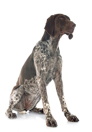 German Shorthaired Pointer in front of white background Stock Photo - Budget Royalty-Free & Subscription, Code: 400-07556591