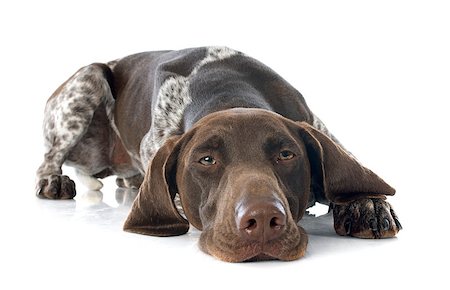 German Shorthaired Pointer in front of white background Foto de stock - Super Valor sin royalties y Suscripción, Código: 400-07556592