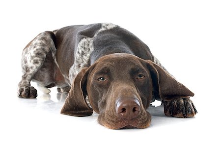 pointer - German Shorthaired Pointer in front of white background Foto de stock - Super Valor sin royalties y Suscripción, Código: 400-07556592