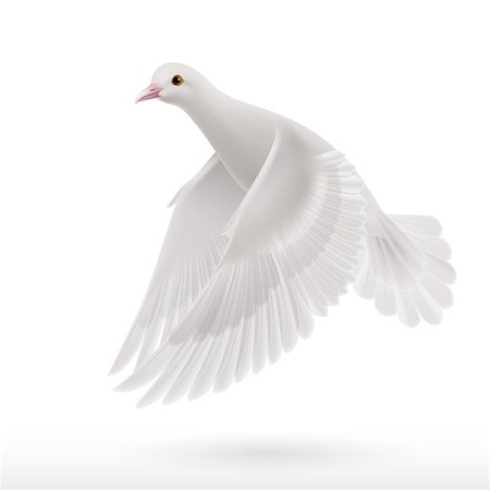 simsearch:400-05379292,k - Realistic white dove on white background as symbol of peace Stock Photo - Budget Royalty-Free & Subscription, Code: 400-07556922