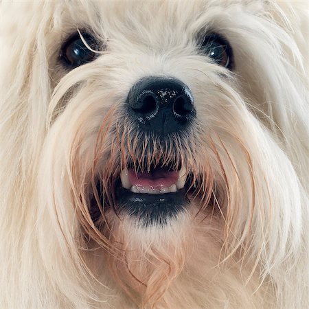 simsearch:400-06881275,k - coton de tulear in front of white background Photographie de stock - Aubaine LD & Abonnement, Code: 400-07557378