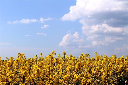 yellow rapeseed blooming on the field Stockbilder - Microstock & Abonnement, Bildnummer: 400-07557569