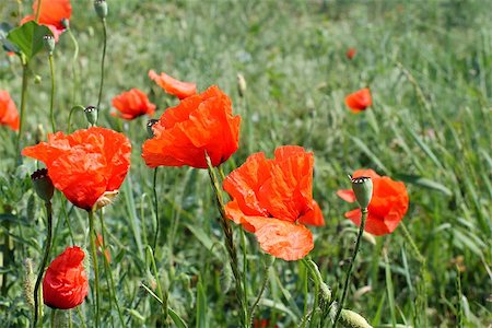 orange bright poppy bloom in the meadow Stockbilder - Microstock & Abonnement, Bildnummer: 400-07557570