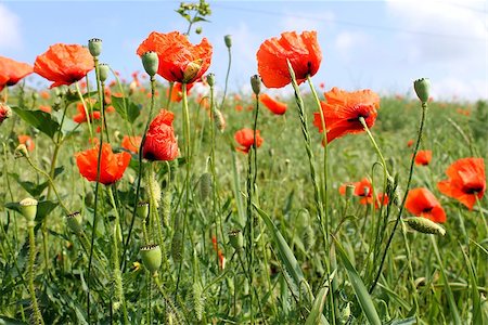 orange bright poppy bloom in the meadow Stockbilder - Microstock & Abonnement, Bildnummer: 400-07557598