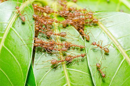 simsearch:400-06427911,k - Red ants build home in teamwork power concept Stock Photo - Budget Royalty-Free & Subscription, Code: 400-07557724