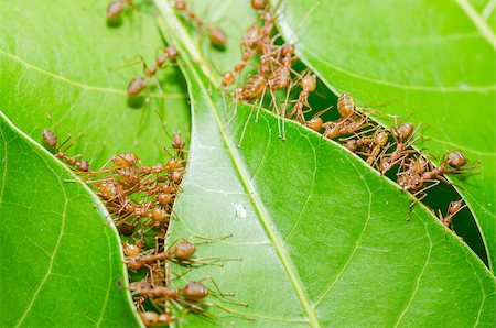 Red ants build home in teamwork power concept Stock Photo - Budget Royalty-Free & Subscription, Code: 400-07557728