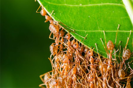 Red ants build home in teamwork power concept Stock Photo - Budget Royalty-Free & Subscription, Code: 400-07557721