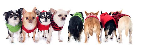 simsearch:400-06565918,k - dressed chihuahuas in front of and back Photographie de stock - Aubaine LD & Abonnement, Code: 400-07558405