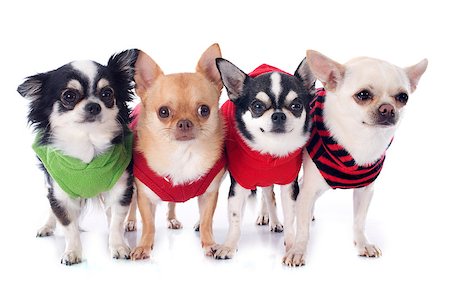 simsearch:400-06565918,k - dressed chihuahuas in front of white background Photographie de stock - Aubaine LD & Abonnement, Code: 400-07558406