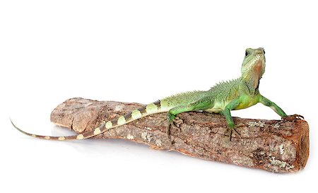 Chinese water dragon in front of white background Stockbilder - Microstock & Abonnement, Bildnummer: 400-07558400