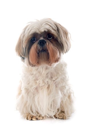 simsearch:400-07426558,k - purebred Shih Tzu in front of white background Stock Photo - Budget Royalty-Free & Subscription, Code: 400-07558444