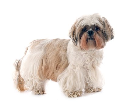 simsearch:400-07426558,k - purebred Shih Tzu in front of white background Stock Photo - Budget Royalty-Free & Subscription, Code: 400-07558445