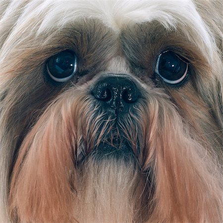 simsearch:400-07426558,k - purebred Shih Tzu in front of white background Stock Photo - Budget Royalty-Free & Subscription, Code: 400-07558446